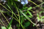 Habitat of Carex biwenesis Franch.