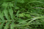 Habitat of Carex biwenesis Franch.