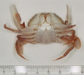 Crustacea (crustaceans)