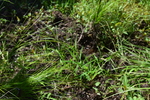 Habitat of Carex biwenesis Franch.