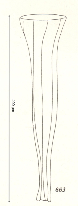 Daturella gaussi Kofoid &amp; Campbell, 1929