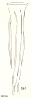 Daturella stramonium Kofoid & Campbell, 1929