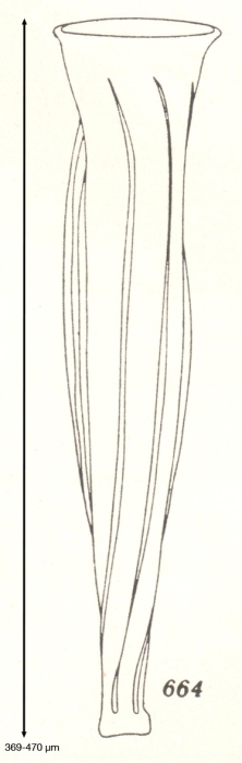 Daturella stramonium Kofoid &amp; Campbell, 1929