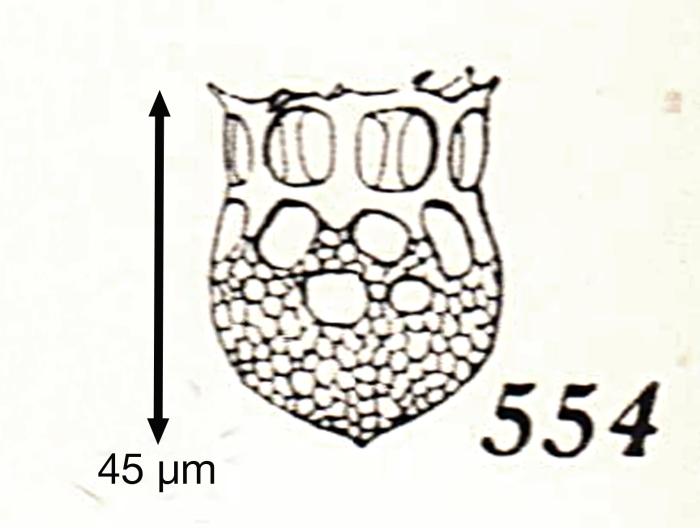 Dictyocysta extensa Kofoid &amp; Campbell, 1929
