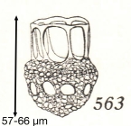 Dictyocysta mexicana Kofoid & Campbell, 1929