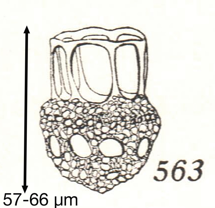 Dictyocysta mexicana Kofoid &amp; Campbell, 1929