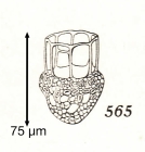 Dictyocysta nidulus Kofoid & Campbell, 1929