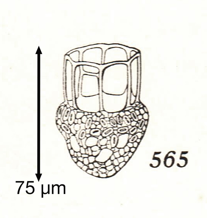 Dictyocysta nidulus Kofoid &amp; Campbell, 1929