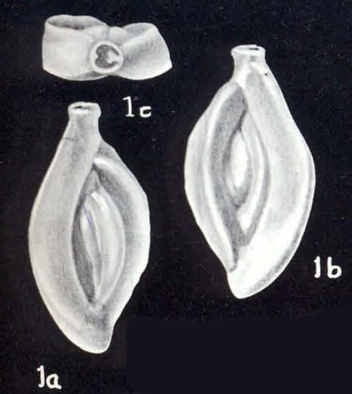 Spiroloculina subcommunis McCulloch, 1981