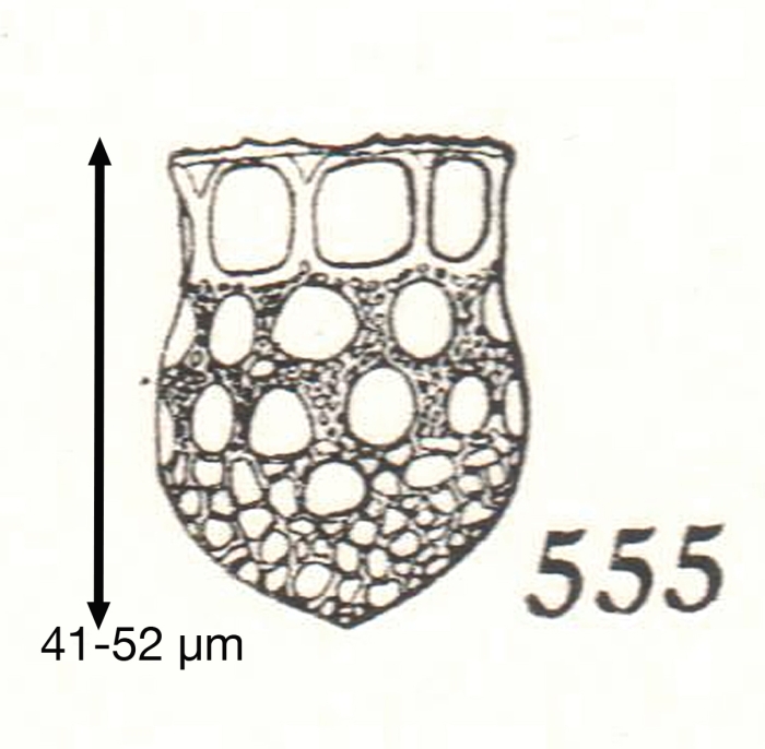 Dictyocysta pacifica Kofoid &amp; Campbell, 1929