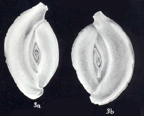 Spiroloculina caledoniana McCulloch, 1981