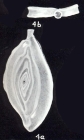 Spiroloculina planocommunis McCulloch, 1981