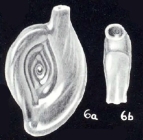 Spiroloculina neoprofunda McCulloch, 1981