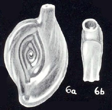 Spiroloculina neoprofunda McCulloch, 1981