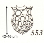 Dictyocysta spinosa Kofoid & Campbell, 1929