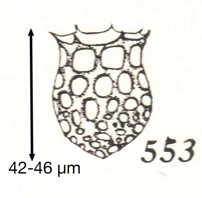 Dictyocysta spinosa Kofoid &amp; Campbell, 1929