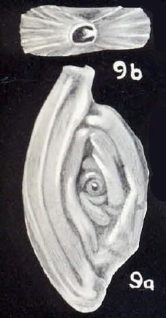 Spiroloculina tobagoensis McCulloch, 1981