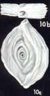 Spiroloculina lavelaensis McCulloch, 1981