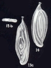 Spiroloculina angulariformis McCulloch, 1981