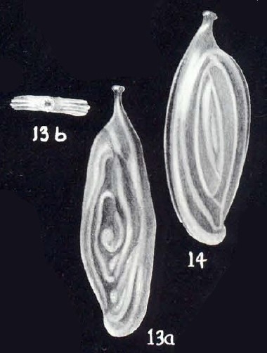 Spiroloculina angulariformis McCulloch, 1981