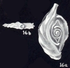 Ophthalmidium (?) arubaensis McCulloch, 1981