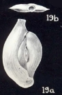 Massilina (?) simulata McCulloch, 1981