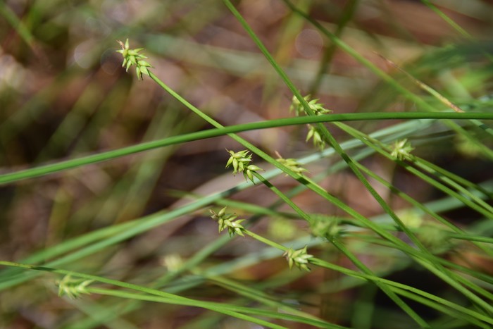 Habitat of Carex uda Maxim. Habitat of Carex uda Maxim.