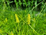 Habitat of Carex neurocarpa Maxim.