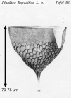 Ptychocylis calyx Brandt, 1906