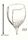Epiplocylis constricta Kofoid & Campbell, 1929