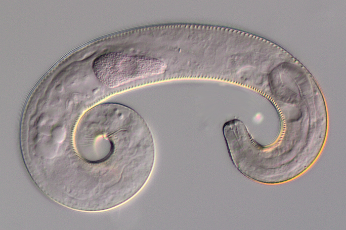 Microlaimus Microlaimus