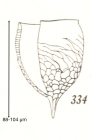Epiplocylis deflexa Kofoid & Campbell, 1929