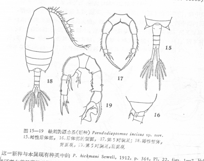 incisus