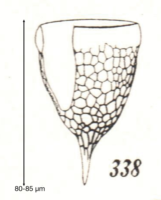 Epiplocylis labiosa Kofoid &amp; Campbell, 1929