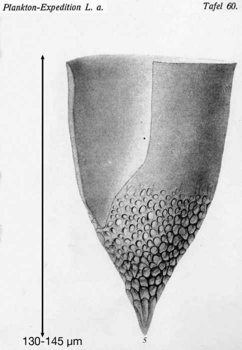 Ptychocylis undella var. sargassensis Brandt, 1906