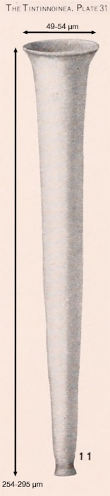 Eutintinnus colligatus (Kofoid &amp; Campbell) Kofoid &amp; Campbell, 1939