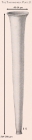 Eutintinnus colligatus (Kofoid & Campbell) Kofoid & Campbell, 1939