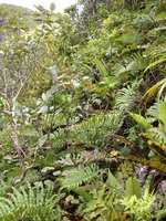 Pacifigeron indivisus Saldivia (Compositae, Astereae, Baccharidinae)