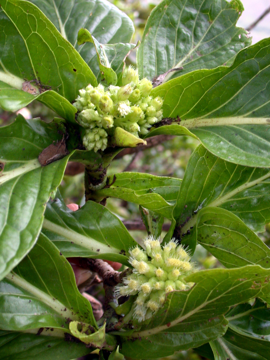 Pacifigeron indivisus Saldivia (Compositae, Astereae, Baccharidinae) Pacifigeron indivisus Saldivia (Compositae, Astereae, Baccharidinae)