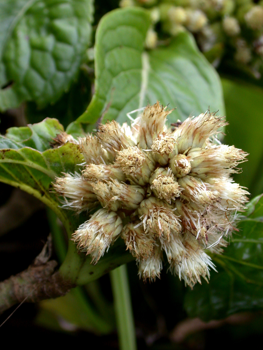 Pacifigeron indivisus Saldivia (Compositae, Astereae, Baccharidinae) Pacifigeron indivisus Saldivia (Compositae, Astereae, Baccharidinae)