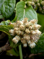 ​Pacifigeron indivisus Saldivia (Compositae, Astereae, Baccharidinae) 