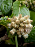 ​Pacifigeron indivisus Saldivia (Compositae, Astereae, Baccharidinae) 