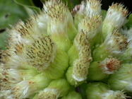 ​Pacifigeron indivisus Saldivia (Compositae, Astereae, Baccharidinae) 