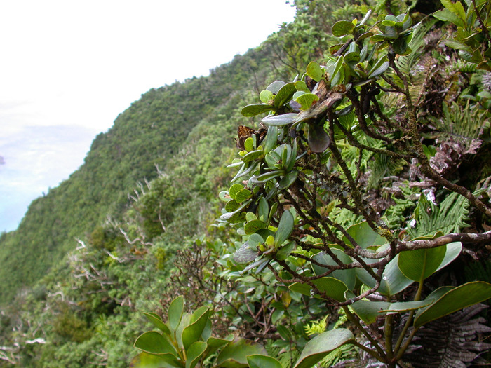 Pacifigeron rapensis (F.Br.) G.L.Nesom (Compositae, Astereae, Baccharidinae) Pacifigeron rapensis (F.Br.) G.L.Nesom (Compositae, Astereae, Baccharidinae)