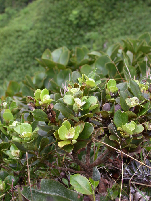 Pacifigeron rapensis (F.Br.) G.L.Nesom (Compositae, Astereae, Baccharidinae) Pacifigeron rapensis (F.Br.) G.L.Nesom (Compositae, Astereae, Baccharidinae)