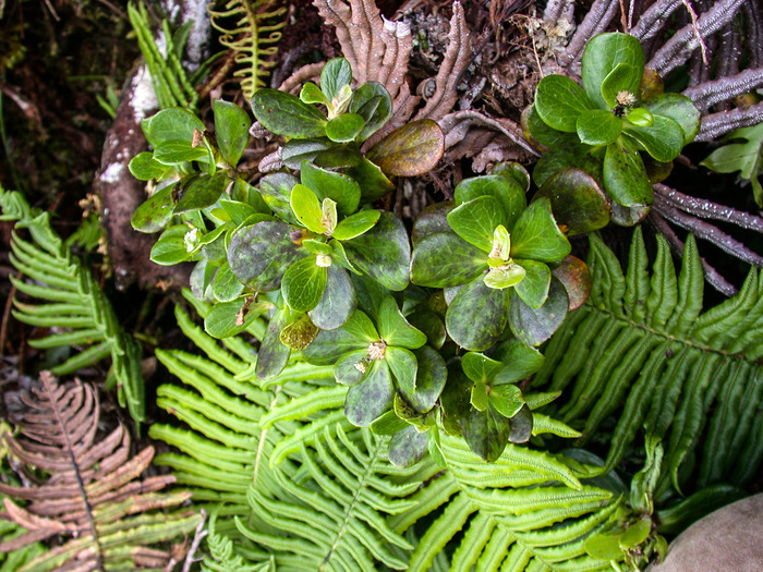 Pacifigeron rapensis (F.Br.) G.L.Nesom (Compositae, Astereae, Baccharidinae) Pacifigeron rapensis (F.Br.) G.L.Nesom (Compositae, Astereae, Baccharidinae)