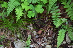 Habitat of Carex hakonensis Franch. & Sav.