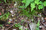 Habitat of Carex hakonensis Franch. & Sav.