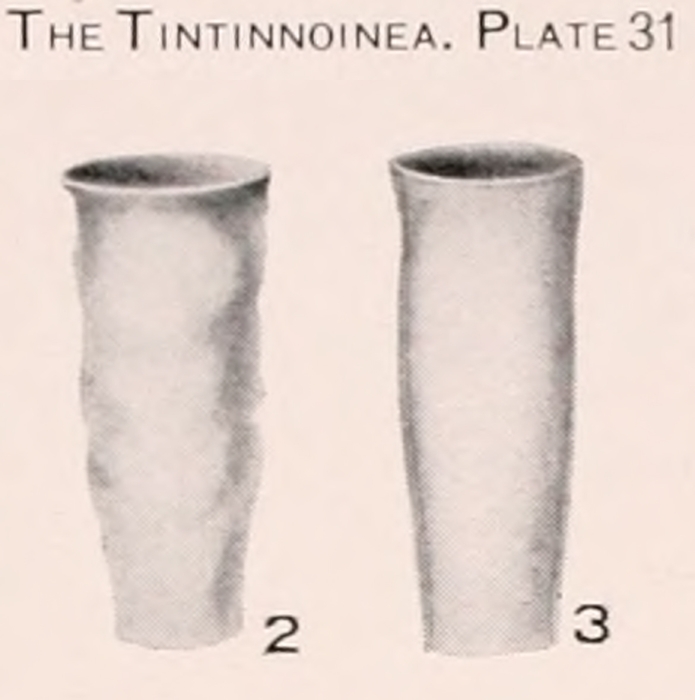 Eutintinnus pacificus (Kofoid &amp; Campbell, 1929) Kofoid &amp; Campbell, 1939