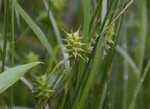 Habitat of Carex dickinsii Franch. &amp; Sav.
